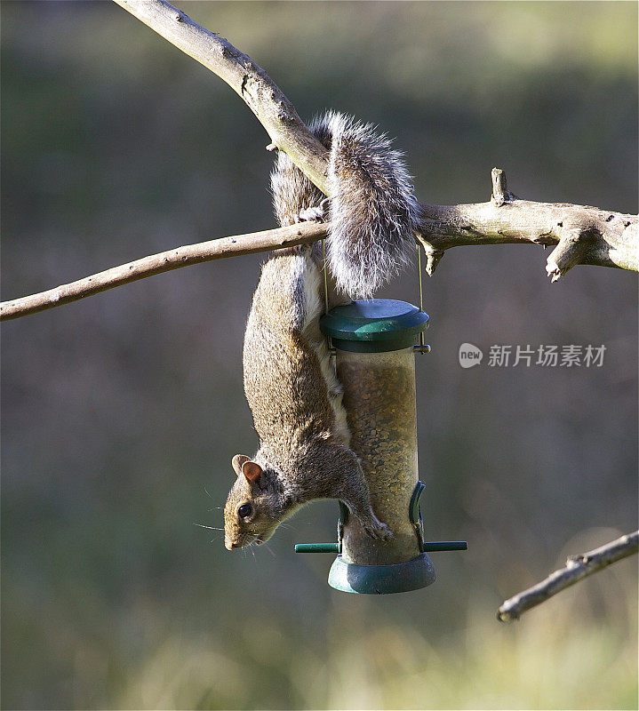 灰松鼠(Sciurus carolinensis)